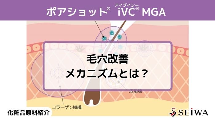 【化粧品原料講座】ポアショット®ビタミンC誘導体「iVC（アイブイシー） MGA」毛穴改善メカニズム